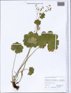 Alchemilla cheirochlora Juz., Eastern Europe, Central forest-and-steppe region (E6) (Russia)