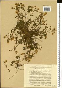 Potentilla fragarioides L., Siberia, Russian Far East (S6) (Russia)