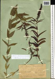 Veronica longifolia L., Siberia, Western (Kazakhstan) Altai Mountains (S2a) (Kazakhstan)