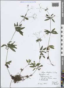 Galium odoratum (L.) Scop., Eastern Europe, Central forest region (E5) (Russia)