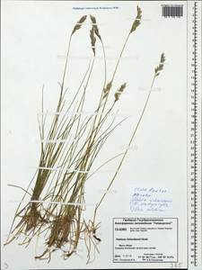 Festuca richardsonii Hook., Siberia, Central Siberia (S3) (Russia)