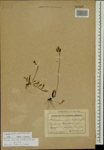 Pilosella lactucella subsp. lactucella, Eastern Europe, Belarus (E3a) (Belarus)