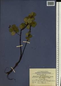 Betula nana L., Siberia, Western Siberia (S1) (Russia)