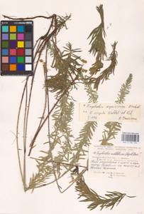 MHA0186406_2, Euphorbia seguieriana Neck., Eastern Europe, South Ukrainian region (E12) (Ukraine)