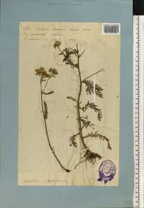 Achillea millefolium L., Eastern Europe, Estonia (E2c) (Estonia)