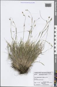 Carex ledebouriana C.A.Mey. ex Trevir., Siberia, Central Siberia (S3) (Russia)