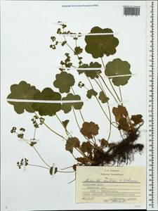 Alchemilla ventiana V. N. Tikhom., Eastern Europe, Middle Volga region (E8) (Russia)