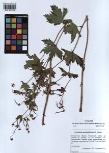 KUZ 000 108, Geranium pseudosibiricum J. Mayer, Siberia, Altai & Sayany Mountains (S2) (Russia)