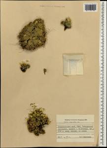 Draba rigida Willd., Caucasus, Stavropol Krai, Karachay-Cherkessia & Kabardino-Balkaria (K1b) (Russia)