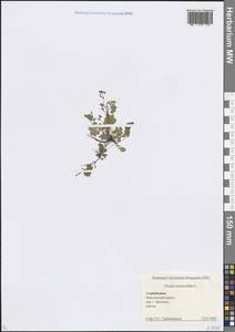 Oxalis corniculata L., Caucasus, Azerbaijan (K6) (Azerbaijan)