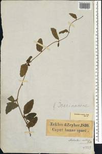 Pyrenacantha scandens (Thunb.) Planch. ex Harv., Africa (AFR) (South Africa)