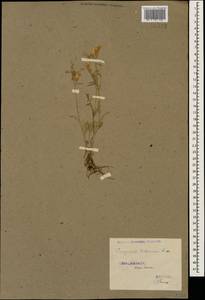 Campanula sibirica subsp. hohenackeri (Fisch. & C.A.Mey.) Damboldt, Caucasus, Stavropol Krai, Karachay-Cherkessia & Kabardino-Balkaria (K1b) (Russia)