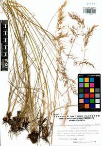 Achnatherum sibiricum (L.) Keng ex Tzvelev, Siberia, Baikal & Transbaikal region (S4) (Russia)