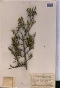 Rhamnus erythroxyloides subsp. sintenisii (Rech. fil.) D.J. Mabberley, Middle Asia, Kopet Dag, Badkhyz, Small & Great Balkhan (M1) (Turkmenistan)