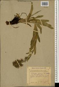 Solenanthus stamineus (Desf.) Wettst., Caucasus, Azerbaijan (K6) (Azerbaijan)