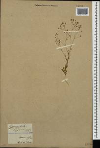 Gypsophila elegans M. Bieb., Caucasus, Armenia (K5) (Armenia)