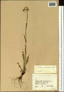 Tephroseris integrifolia subsp. tundricola (Tolm.) B. Nord., Siberia, Yakutia (S5) (Russia)
