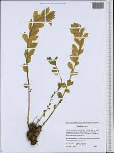 Rhodiola rosea L., Siberia, Russian Far East (S6) (Russia)