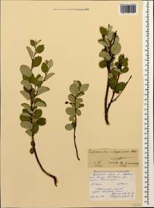 Cotoneaster integerrimus Medik., Caucasus, North Ossetia, Ingushetia & Chechnya (K1c) (Russia)