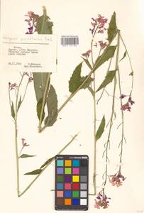 Hesperis pycnotricha Borbás & Degen, Eastern Europe (no precise locality) (E0)