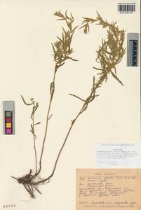 Artemisia glauca Pall. ex Willd., Siberia, Altai & Sayany Mountains (S2) (Russia)