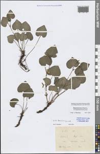 Viola tanaitica Grosset, Eastern Europe, Central forest-and-steppe region (E6) (Russia)