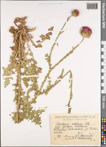 Carduus adpressus C. A. Mey., Caucasus, Georgia (K4) (Georgia)