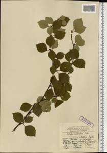 Betula pubescens subsp. pubescens, Eastern Europe, Northern region (E1) (Russia)