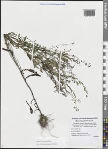 Myosotis nemorosa Besser, Eastern Europe, North-Western region (E2) (Russia)