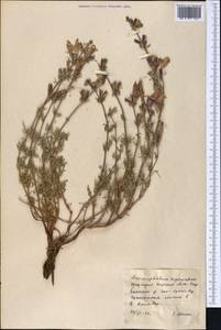 Dracocephalum bipinnatum Rupr., Middle Asia, Northern & Central Tian Shan (M4) (Kyrgyzstan)