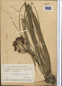 Butomus umbellatus L., Middle Asia, Muyunkumy, Balkhash & Betpak-Dala (M9) (Kazakhstan)