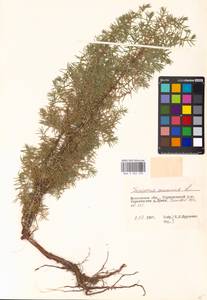 Juniperus communis L., Eastern Europe, Moscow region (E4a) (Russia)