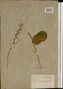 Neottia ovata (L.) Bluff & Fingerh., Eastern Europe, Moscow region (E4a) (Russia)