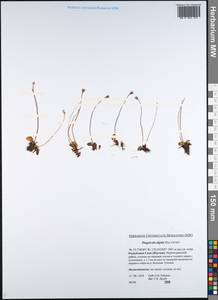 Pinguicula variegata Turcz., Siberia, Yakutia (S5) (Russia)