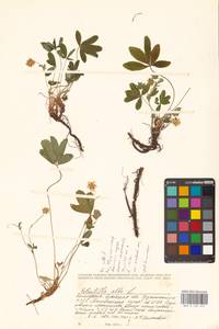 Potentilla alba L., Eastern Europe, Belarus (E3a) (Belarus)