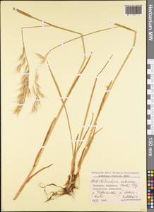 Avenula pubescens (Huds.) Dumort., Caucasus, Georgia (K4) (Georgia)