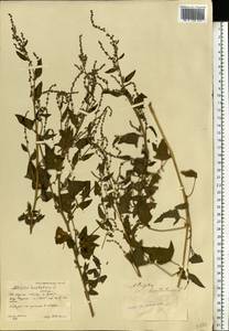 Atriplex prostrata DC., Eastern Europe, Central forest-and-steppe region (E6) (Russia)