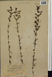 Siphonostegia chinensis Benth., Siberia, Russian Far East (S6) (Russia)