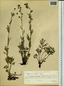 Artemisia norvegica subsp. saxatilis (Besser) H. M. Hall & Clem., Siberia, Russian Far East (S6) (Russia)