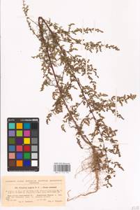 Artemisia scoparia Waldst. & Kit., Eastern Europe, North Ukrainian region (E11) (Ukraine)