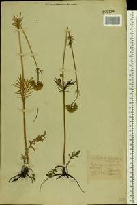 Valeriana rossica P. A. Smirn., Eastern Europe, Central forest-and-steppe region (E6) (Russia)