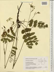 Pimpinella saxifraga L., Eastern Europe, Central region (E4) (Russia)