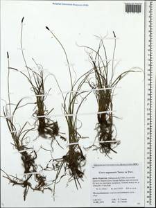 Carex argunensis Turcz. ex Trevir., Siberia, Baikal & Transbaikal region (S4) (Russia)