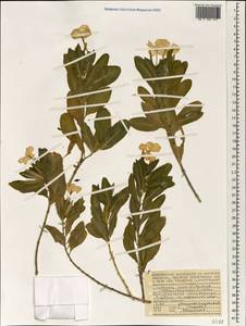 Catharanthus roseus (L.) G. Don, Africa (AFR) (Seychelles)