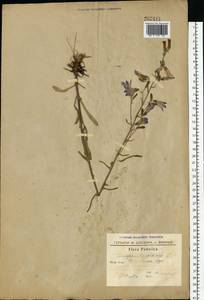 Campanula sibirica L., Eastern Europe, South Ukrainian region (E12) (Ukraine)