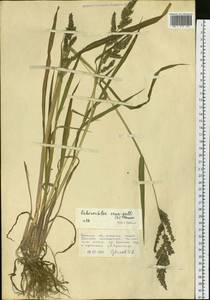 Echinochloa crus-galli (L.) P.Beauv., Siberia, Russian Far East (S6) (Russia)