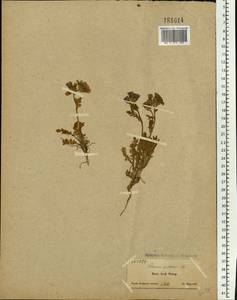 Polemonium boreale Adams, Eastern Europe, Northern region (E1) (Russia)