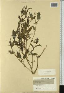 Amaranthus viridis L., Western Europe (EUR) (France)