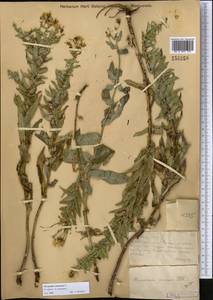 Hieracium robustum Fr., Middle Asia, Northern & Central Kazakhstan (M10) (Kazakhstan)