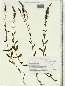 Veronica spicata L., Eastern Europe, Central region (E4) (Russia)